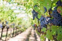 Vinobraní vrcholí - jak poznat kvalitní burčák?