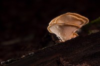 Reishi, čaga a shiitake - houby nesmrtelnosti